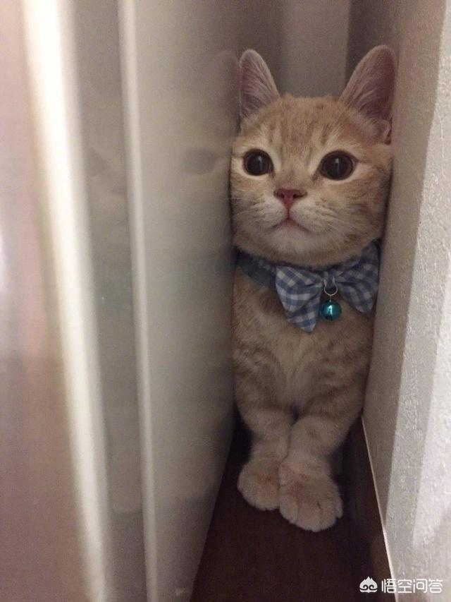 雪鞋猫的传说和性格特征:被捡回家的流浪小猫为什么惧怕出门？