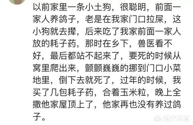 老狗死后留狗宝:为什么有人跑农村收“岁数大的土狗”？ 十年以上老狗有狗宝吗