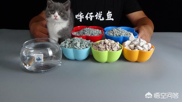 玻璃缸养鱼为什么经常死？