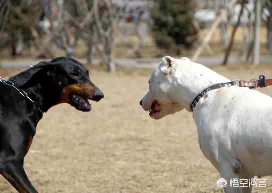 杜兵狗:杜宾犬可以和其他狗狗好好相处吗？