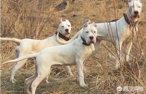 杜兵狗:杜宾犬可以和其他狗狗好好相处吗？