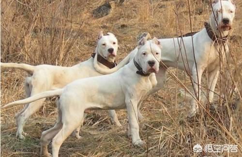 蚌埠杜高犬价格及图片:杜高犬和比特犬单挑，谁厉害？