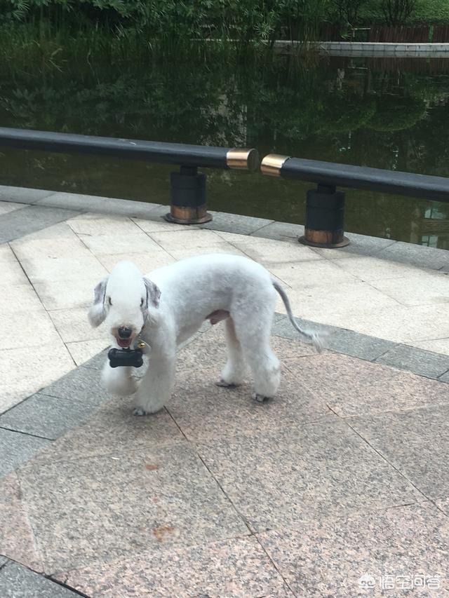 迷你贝吉格里芬凡丁犬:迷你贝吉格里芬凡丁犬图片 为什么现在贝灵顿这种狗没人买呢？