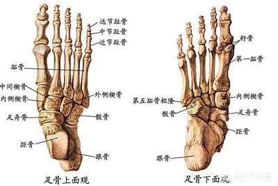 悟空问答 跖骨骨折该怎么办 5个回答