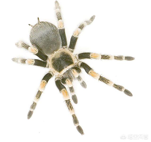 头条问答 为什么你会害怕蜘蛛 13个回答