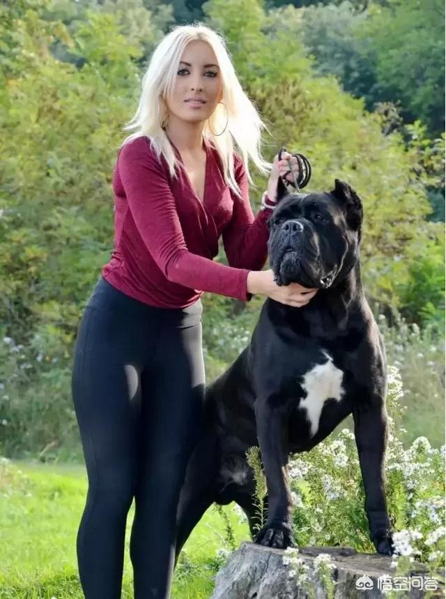 最好的护卫犬排行榜:想去登山和徒步旅行，应该带什么狗狗最适合？