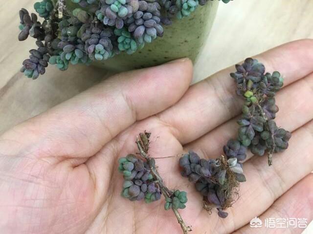 姬星美人开花会死吗:姬星美人开花直接剪头吗 多肉开花要剪掉吗？为什么？