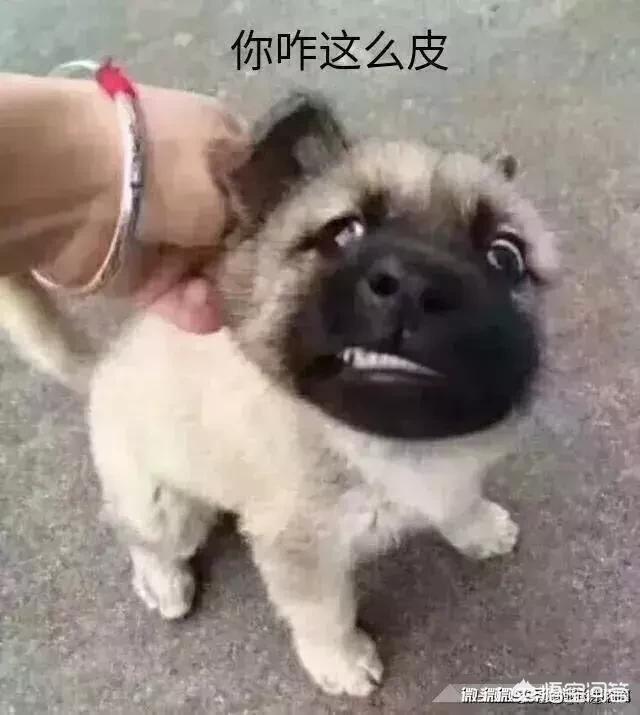 泰迪狗割声带:楼下养的狗太扰民，有什么办法解决？
