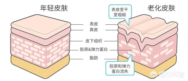 眼部皮肤层次结构图图片