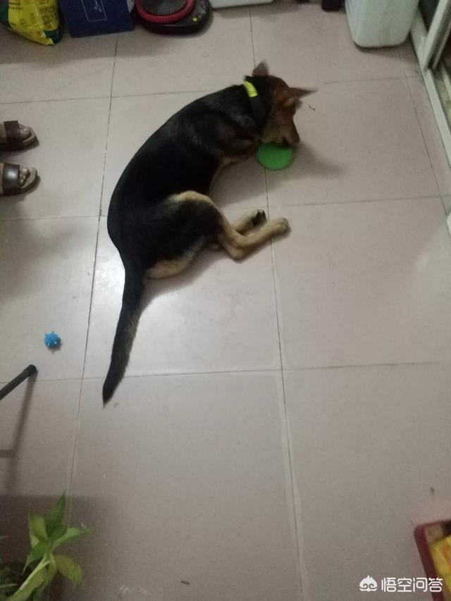 两个月狗狗感冒了吃什么药:两个月狗狗感冒了吃什么药好 泰迪2个月感冒吃什么药？