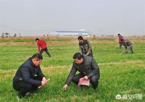 节节麦杂草如何有效清理，小麦田杂草节节麦，为什么很多，该如何防治？