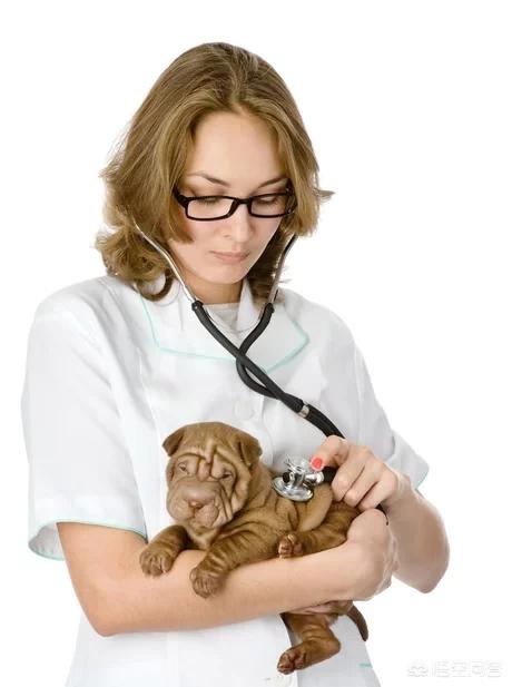 宠物医院加盟好还是自己开好:学畜牧兽医的女孩去宠物医院好还是养殖场好？