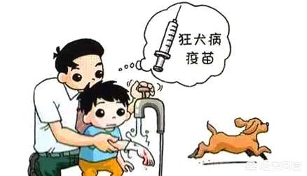蝙蝠狂犬病的潜伏期:小时候被狗咬，长大后有可能得狂犬病吗？