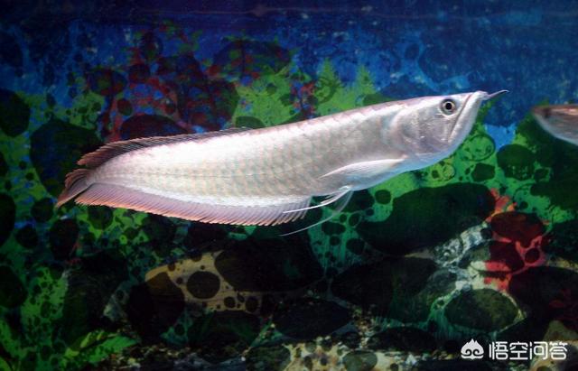 银龙鱼常见病有哪些，银龙鱼和金龙鱼怎么突然不进食,什么原因