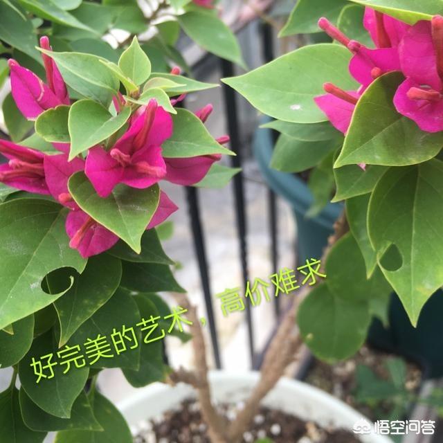邓紫棋吃虫子:花被虫子啃了，该怎么办？