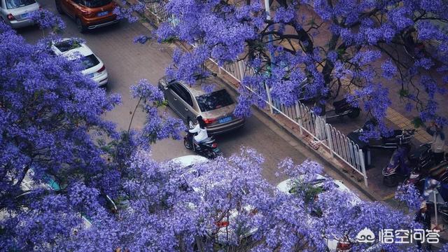 蓝花楹报价:蓝花楹树价格 专业种植蓝花楹前景如何？