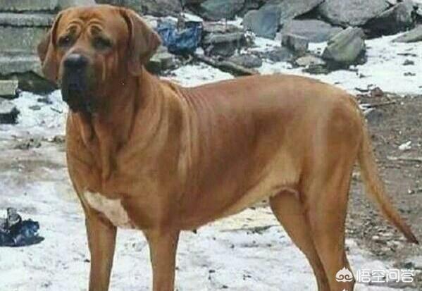土佐之梦:土佐犬有哪些优点和缺点？为什么？