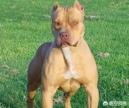 马士提夫獒犬与藏獒:藏獒真的打不过比特犬吗？