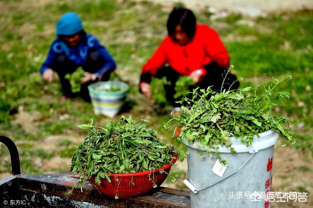 头条问答 秋天到了 农村有哪些野菜野果可以吃 泥糖小丫的回答 0赞