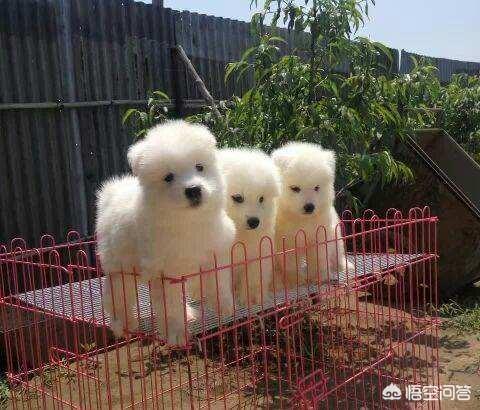 纯种西摩犬:萨摩耶几个月才可以长成大狗？