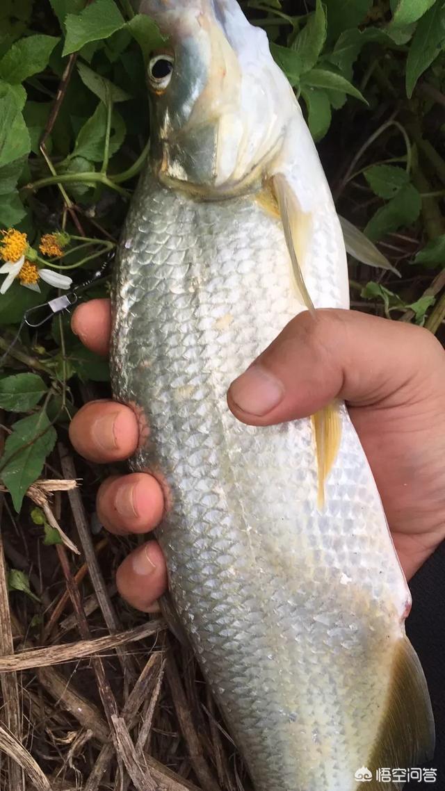 鸡肝猪肝钓胡子鱼视频:钓鱼，你所知道的最腥的饵是什么？怎么制作？