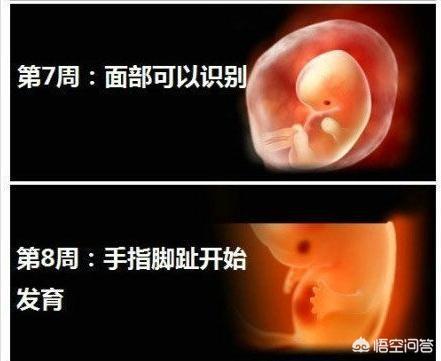 头条问答 多久可以看见孕囊 二宝妈咪的育儿时光的回答 0赞