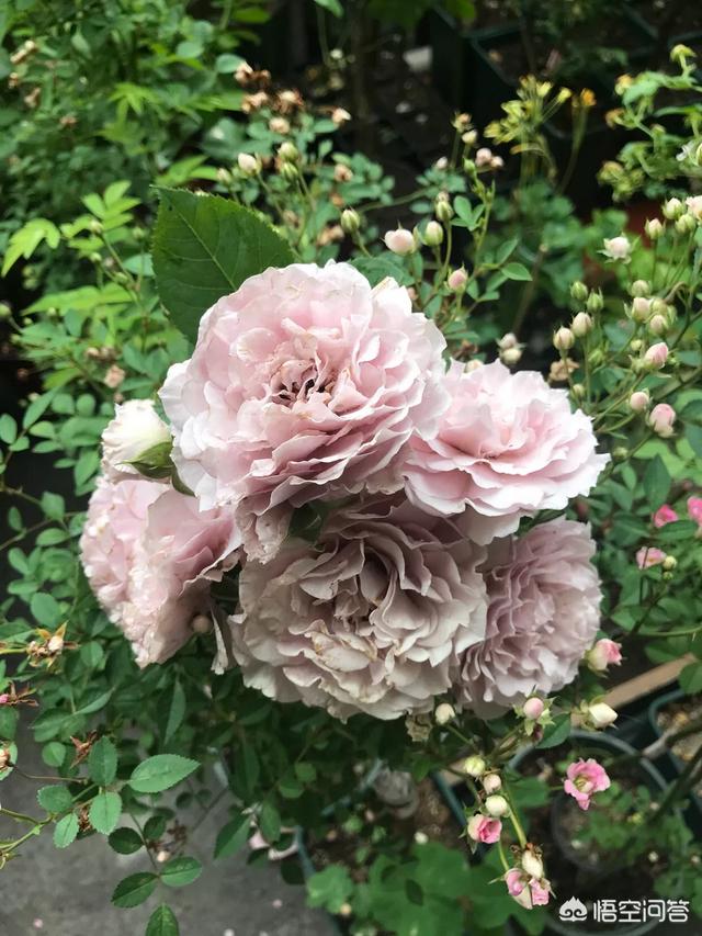 欧洲月季花品种介绍:月季花品种介绍大全 这是什么品种藤本欧洲月季？