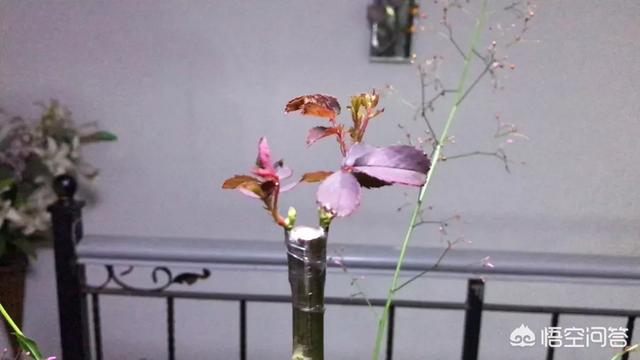 欧洲月季花品种介绍:月季花品种介绍大全 这是什么品种藤本欧洲月季？