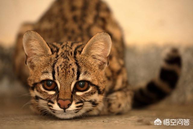 阴阳眼猫值多少钱:世界上最贵的猫咪是什么？
