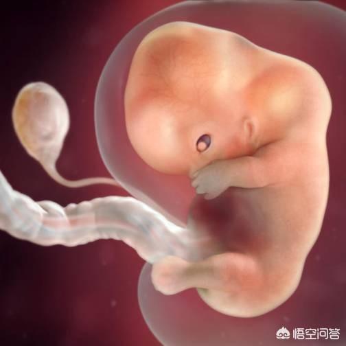 怀孕两个多月时，胎儿长什么样？