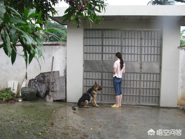 女子网上重金寻狗:如果你家的狗狗不见了，你会怎么办？