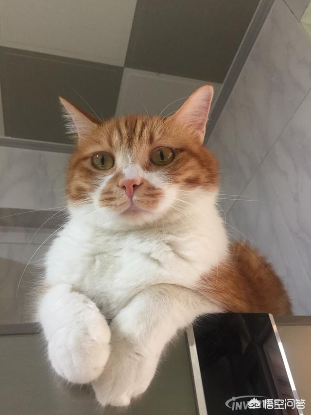 流浪猫对人类的危害大吗 你怎么看么 养猫界小编的回答 头条问答