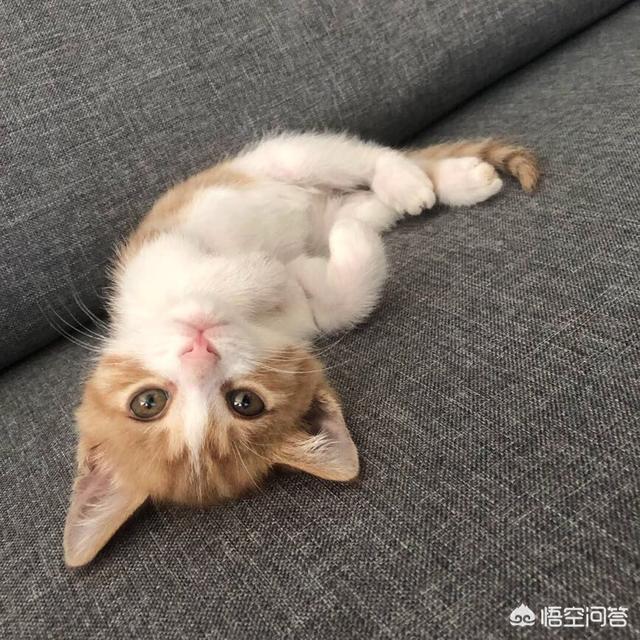 流浪猫对人类的危害大吗 你怎么看么 养猫界小编的回答 头条问答
