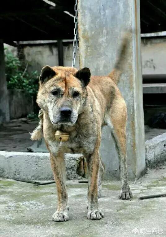 虎斑波尔多犬图片:我国纯种的下司犬和虎斑犬还有多少只？为什么不是特别普及的呢？