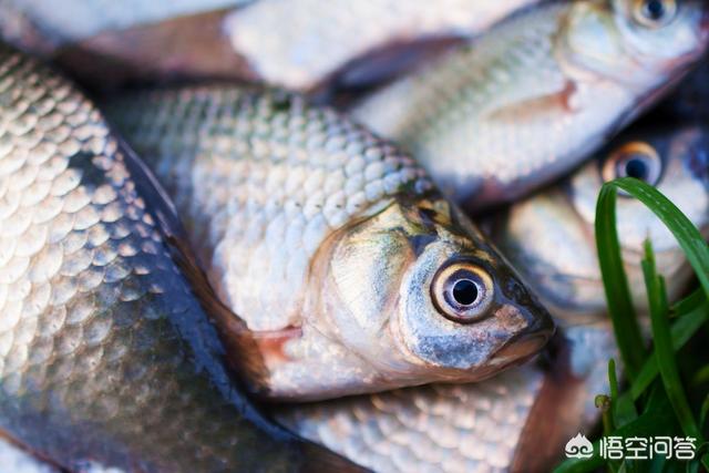 我国罗非鱼养殖大省主要是哪些，塘角鱼和罗非鱼哪种更容易养殖