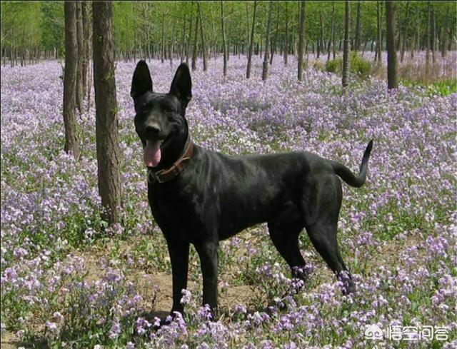 黑狼犬:黑狼犬是一种什么样的狗？