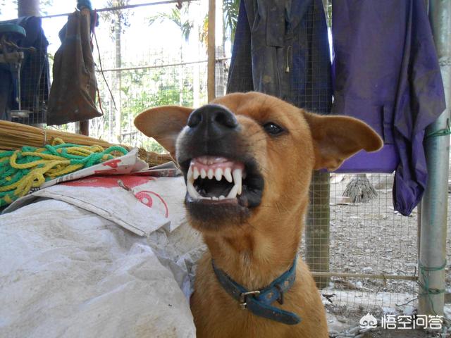 巴仙吉犬智商:怎么看狗狗智商高还是低？