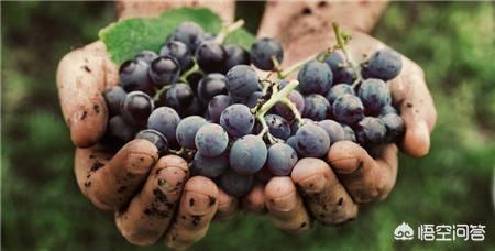 生物动力法葡萄酒，有机葡萄酒、天然葡萄酒和生物动力葡萄酒有什么区别