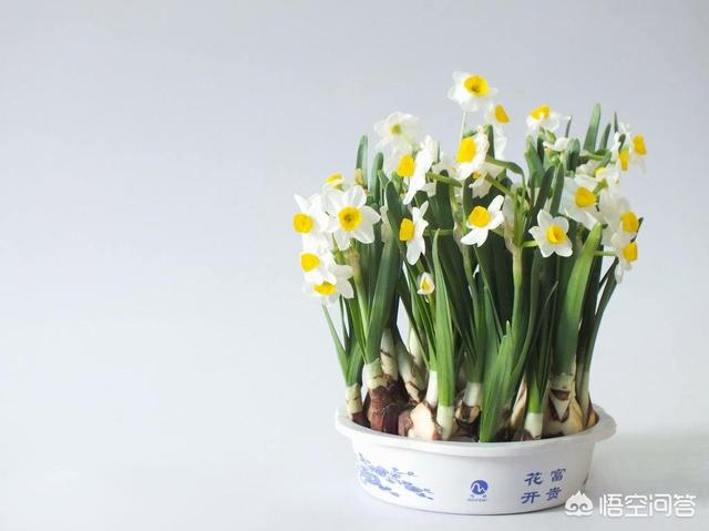 头条问答 新买的水仙花怎么种植 七彩生物界的回答 0赞