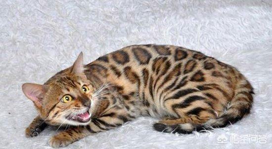 中国狸花猫:10 就是中国狸花猫和三花猫（碎花）的区别？ 中国狸花猫的特点