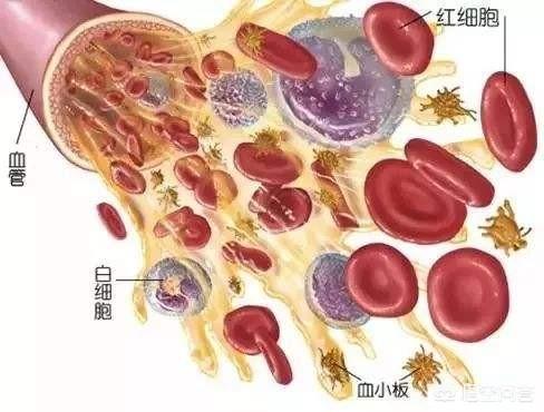 人死后身体里的血液都到哪里去了？