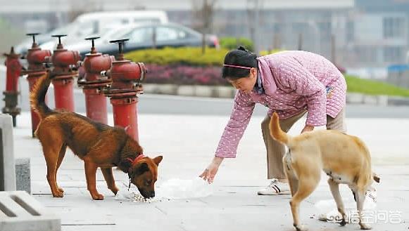 狗咬死人:狗咬死人后，狗的主人需要承担什么样的法律责任？ 狗咬死人主人会判刑吗