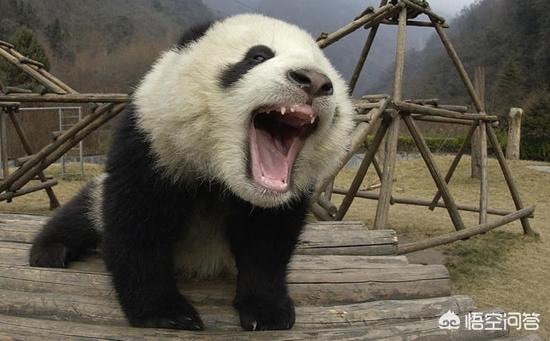 大白熊图片:大熊猫发起怒来，有多可怕？动物园里有什么动物能够制服它？
