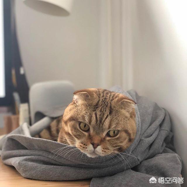 流浪猫绝育后放生:为什么有些爱心人士，抓流浪猫做绝育再放生？这对它们真的好吗？