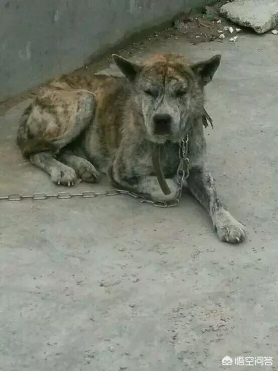 正宗青川猎犬图片:正宗太仓猎犬图片 什么样的土狗才是正宗的中华田园犬？