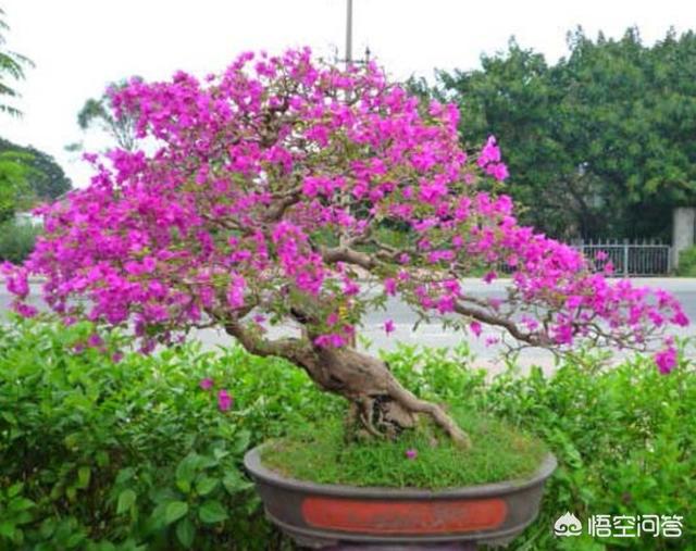 梅完梅了:在修剪三角梅后，其从修剪处分枝，接下来应该怎么修剪