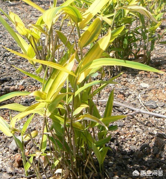 头条问答 竹子是草还是树 为什么 青山绿水lyp的回答 0赞