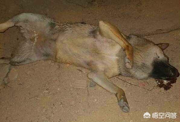 狗吃巧克力为什么会死:狗为什么不能吃巧克力?吃了会怎么样?还有什么东西是不能吃的？