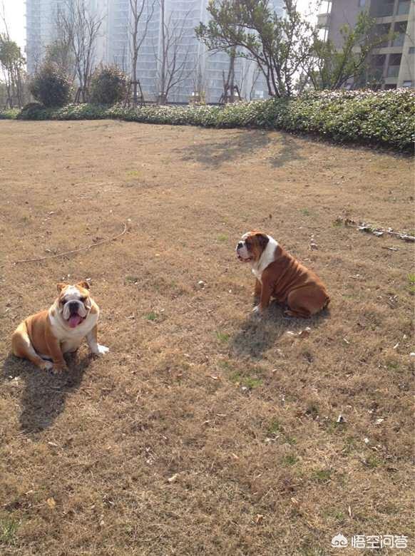 蓝湾牧羊犬打架视频:年龄相仿的罗威纳与马犬打斗，谁更有胜算？