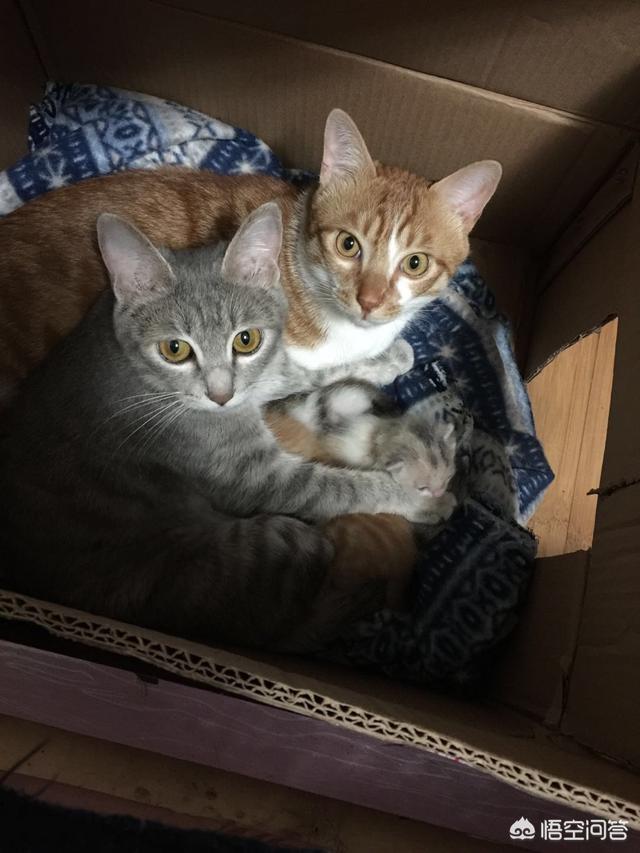 家养狗咬死猫:狗主人指挥狗咬死宠物猫，你们怎么看？